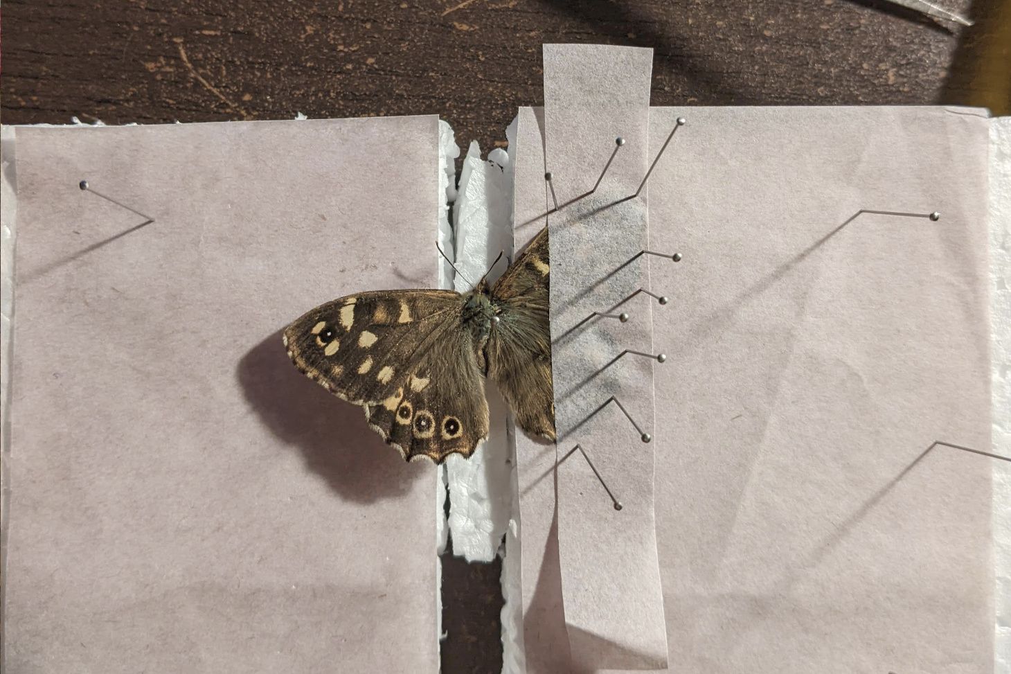 A speckled wood butterfly on a pinning board with it's wings being pinned.