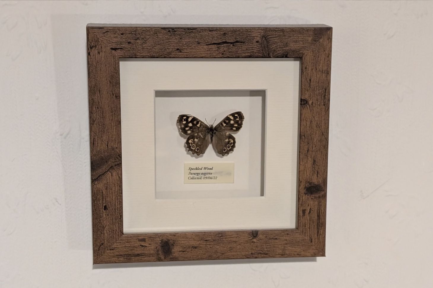 Butterfly in a wooden 3D box frame.