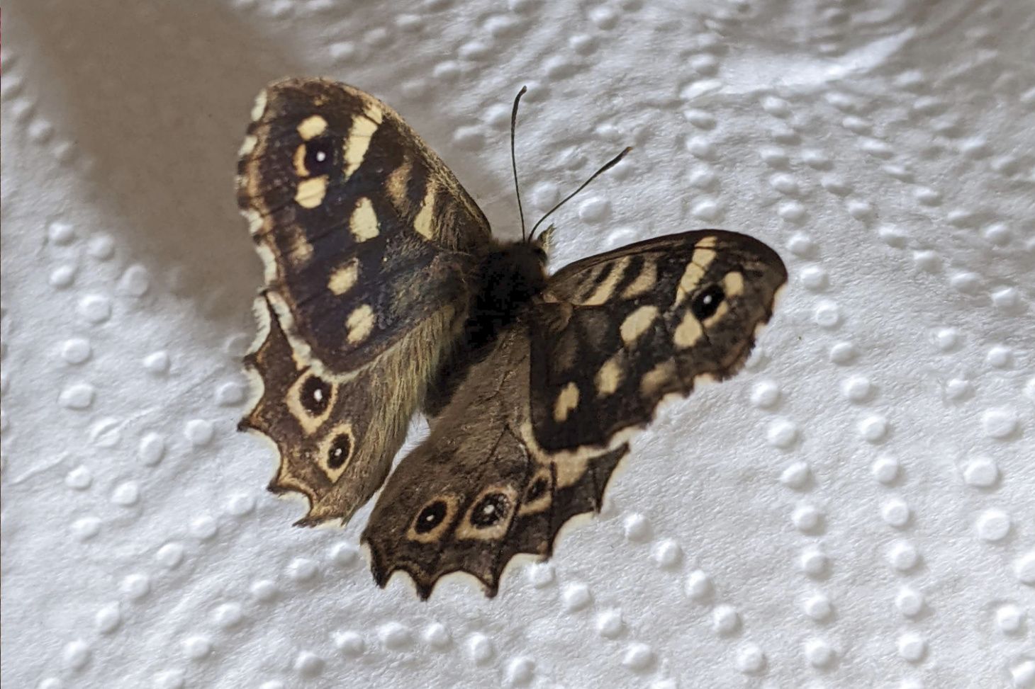 A speckled wood butterfly.